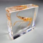 Real Shrimp in Resin, Ocean Decor, Ocean Gifts, Oddities Curiosities
