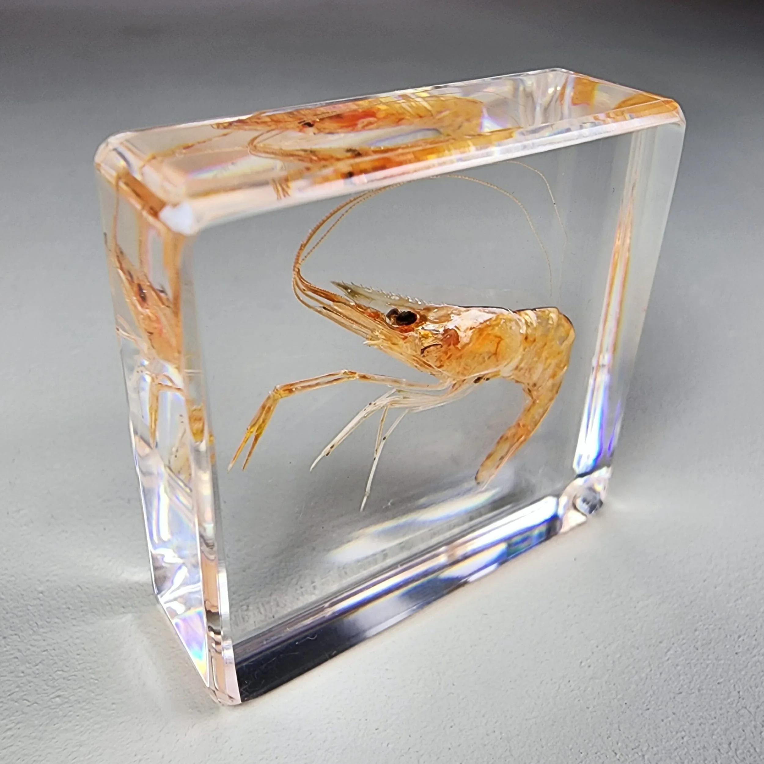 Slide 3 for Tiny Shrimp in Resin, Real Freshwater Prawn, Aquatic Animal