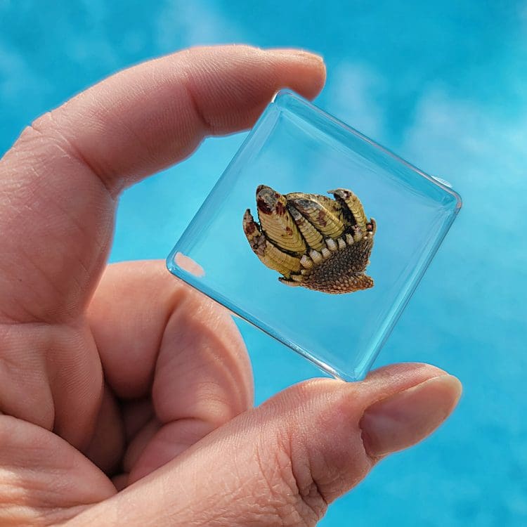 Ocean Decor, Unique Specimen, Barnacle in Resin, Turtle Foot Barnacle