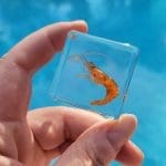 Real Shrimp in Resin, Aquatic Decor, Ocean Decor, Ocean Specimen