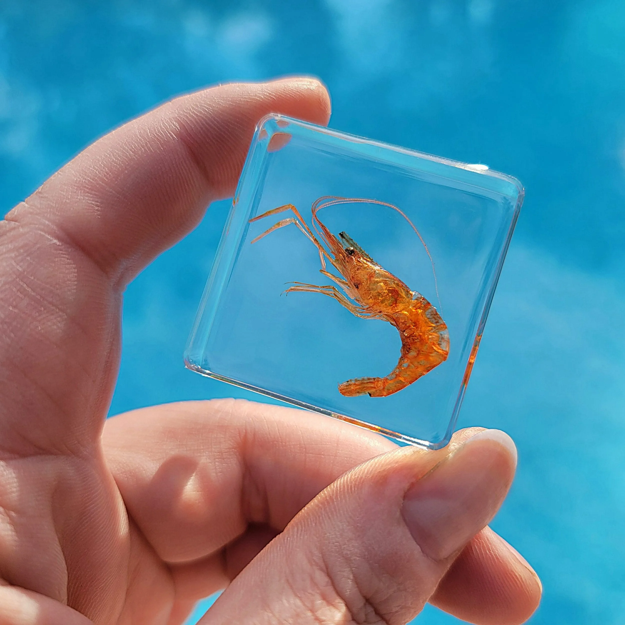 Slide 4 for Tiny Shrimp in Resin, Real Freshwater Prawn, Aquatic Animal
