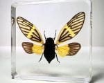 Cicada in Resin, Yellow Cicada Wings Open, Bugs in Resin