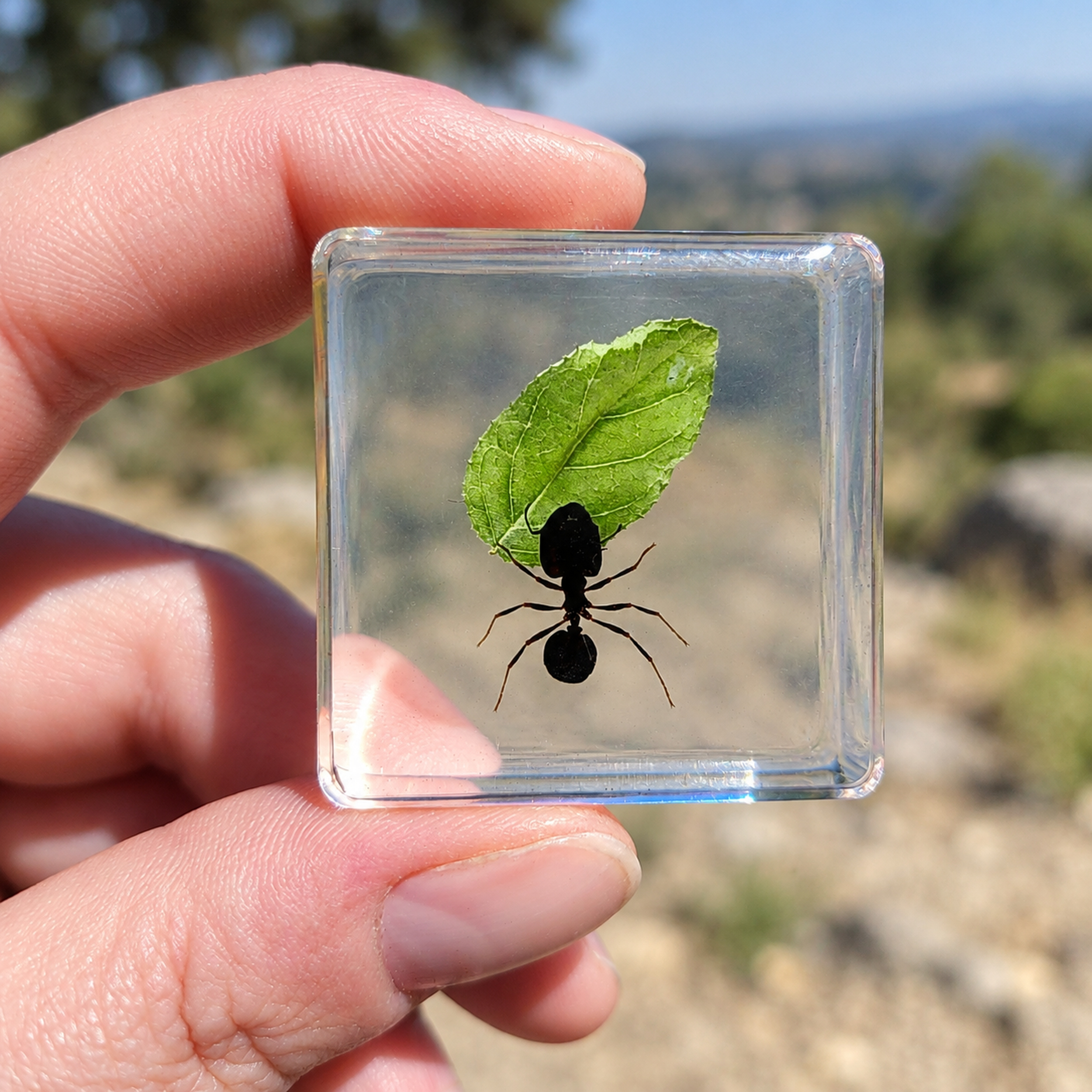 Slide 4 for Ant with Leaf, Tiny Insect in Resin