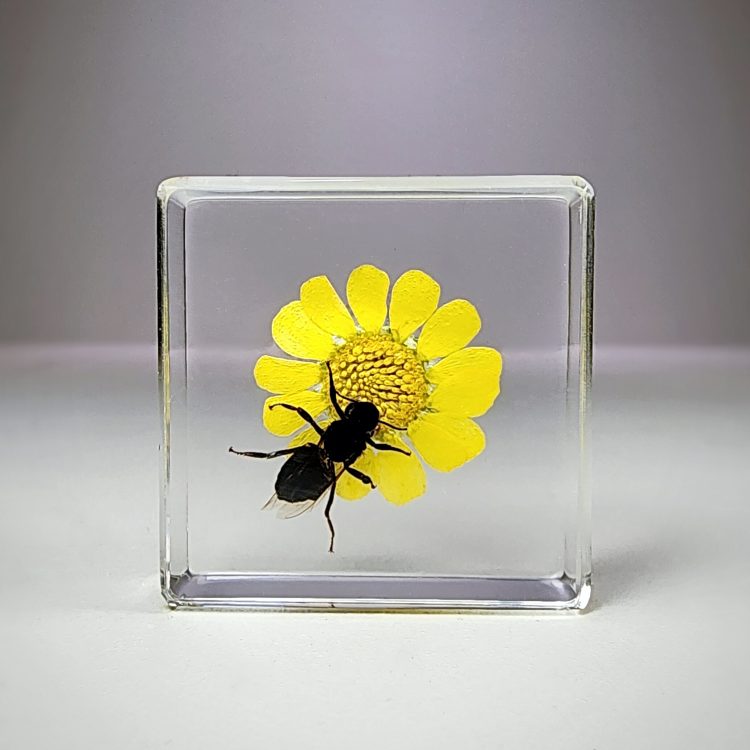 Real bugs in Resin, Honey Bee with Flower