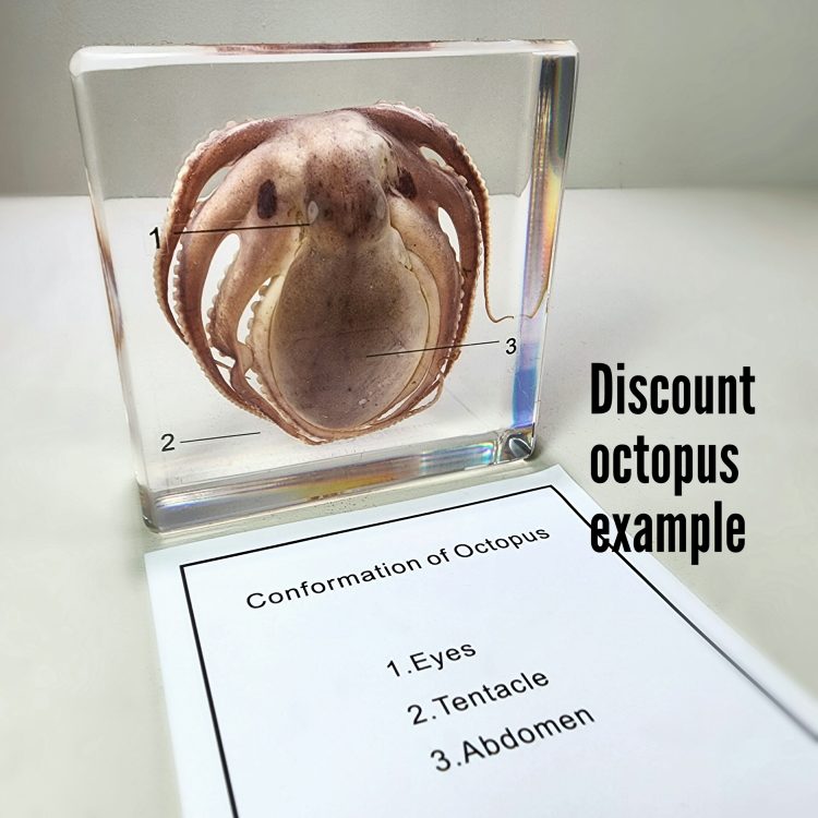 Real Octopus In Resin, Discount Specimen,