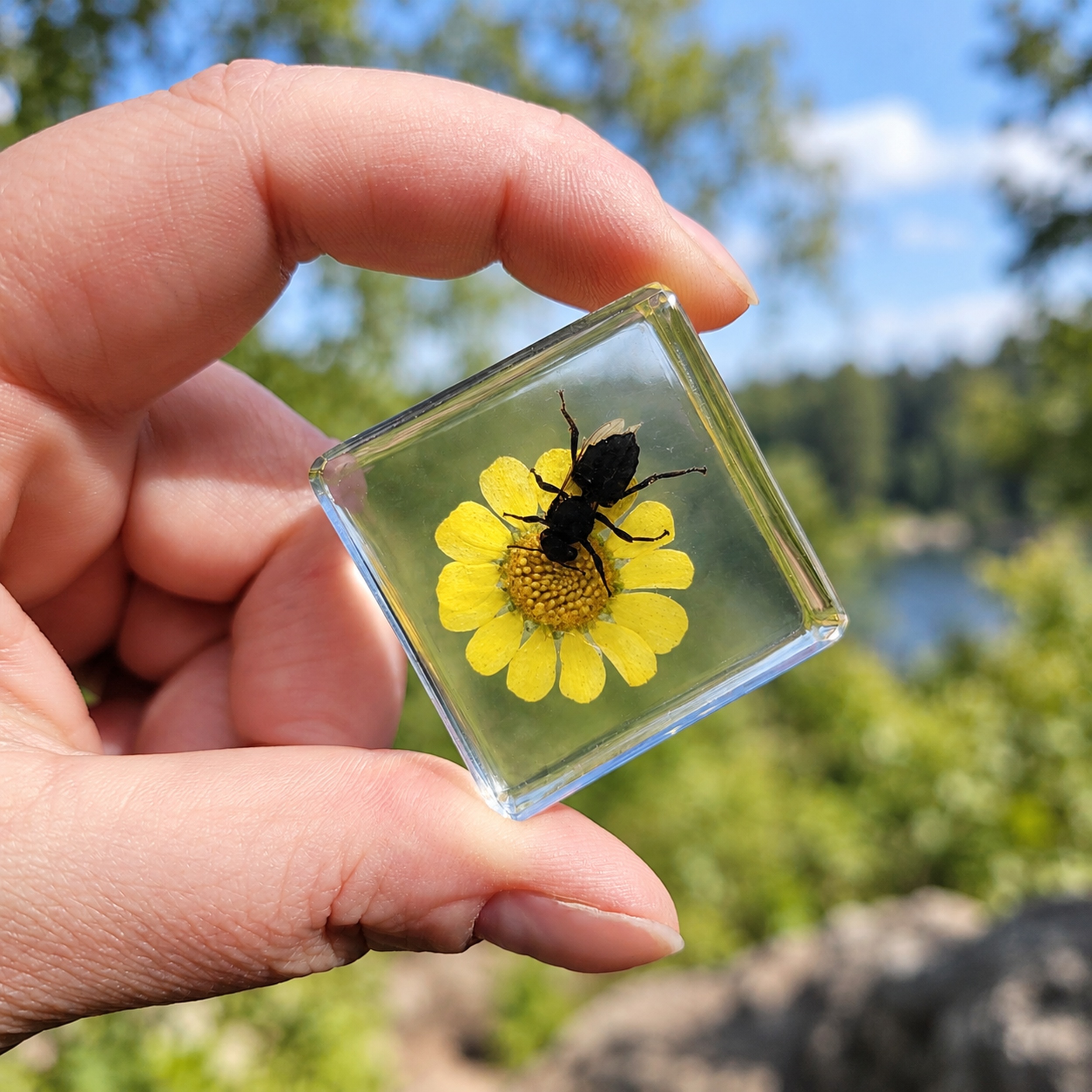 Real preserved bumble bee with flower in resin, Insects in Resin, Oddities