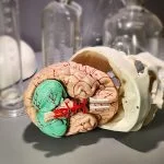 Anatomical Medical Model, Skull With Brain Model, Oddities and Curiosities, Curio, Medical Decor