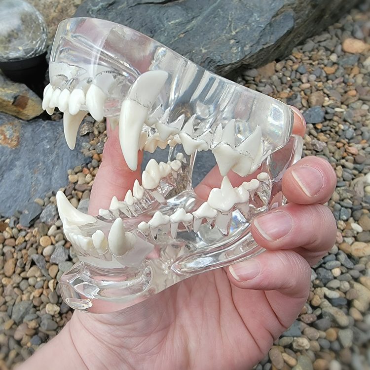 Anatomical Dog Teeth Model, Medical Model, Veterinarian Model, Oddities and Curiosities