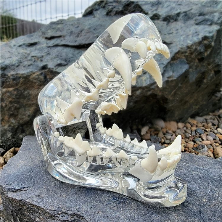 Anatomical Dog Teeth Model, Medical Model, Veterinarian Model, Oddities and Curiosities
