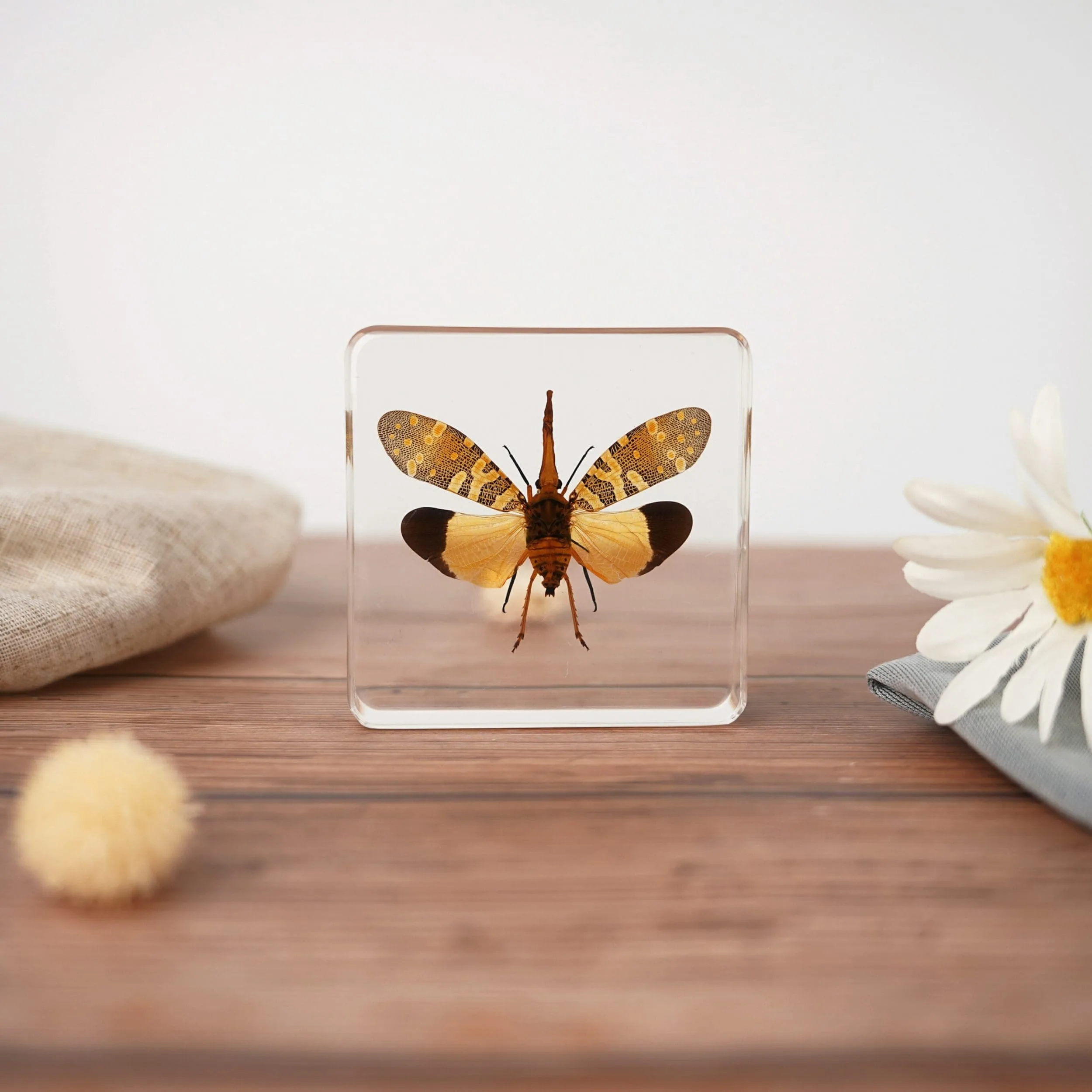 Slide 6 for Lanternfly In Resin, Wings Open, Insects in Resin, Fulgora candelaria
