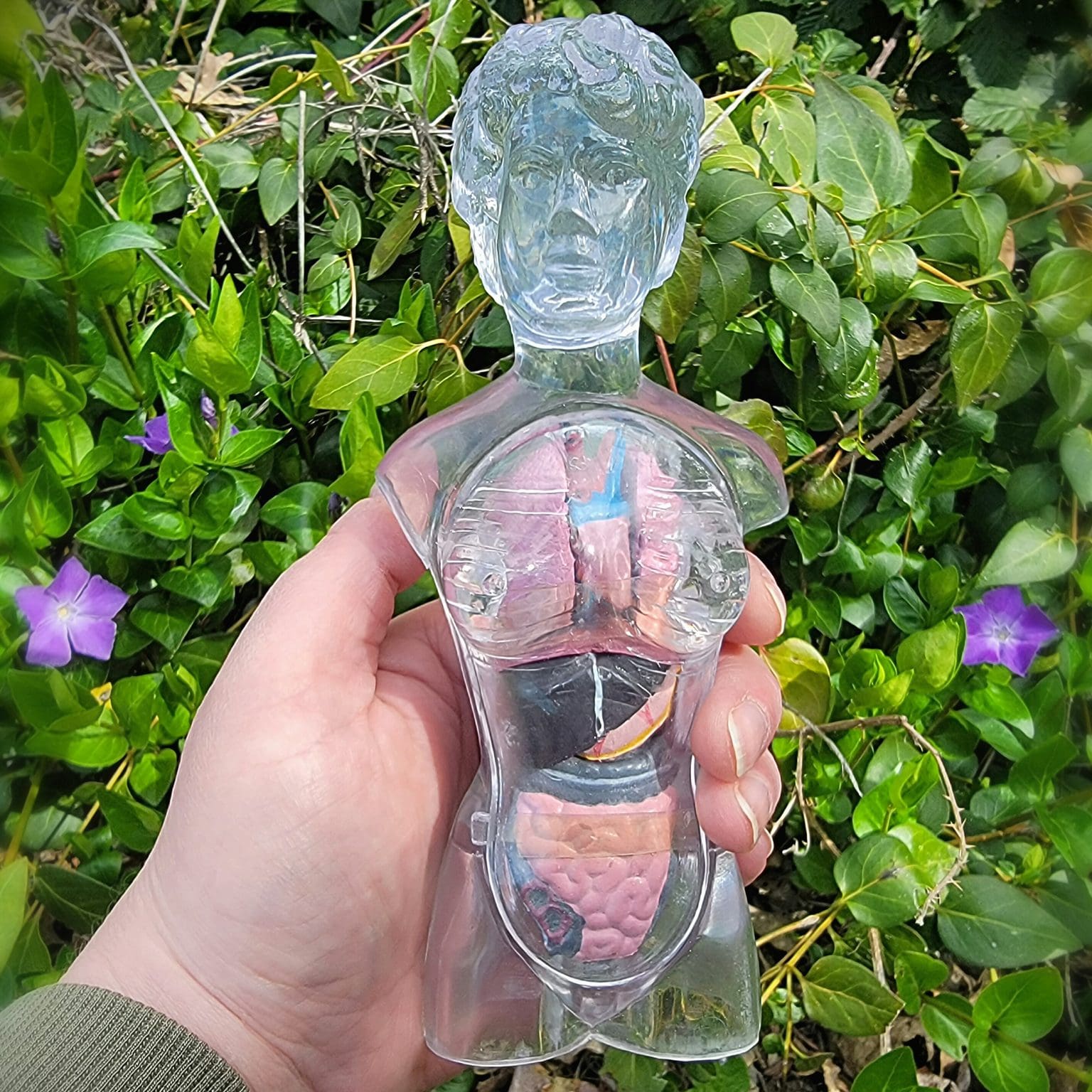 Translucent Femail Translucent Female Torso, Human Anatomy Medical Model - Oddities For ...