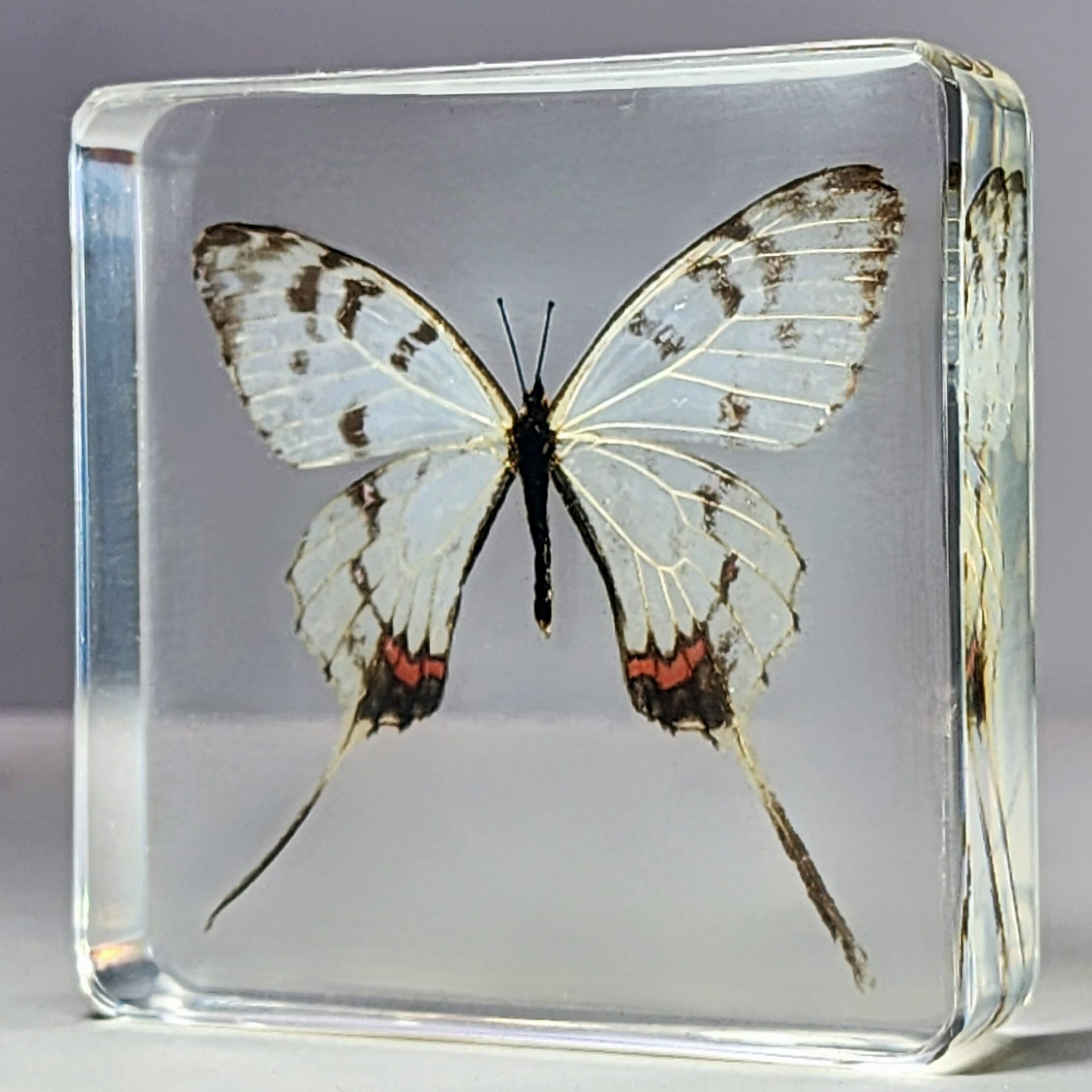 Dragon Swallowtail Butterfly in Resin, Preserved Butterflies, Insects in Resin