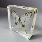 Dragon Swallowtail Butterfly in Resin, Preserved Butterflies, Insects in Resin
