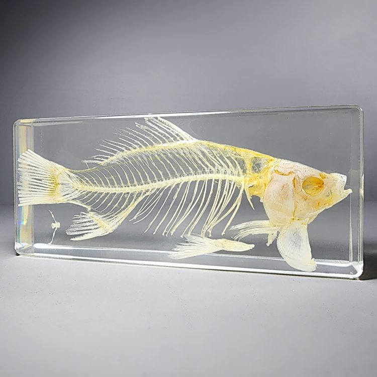 Real Fish Skeleton in Resin, Fish Skeleton Display, Oddities Curiosities