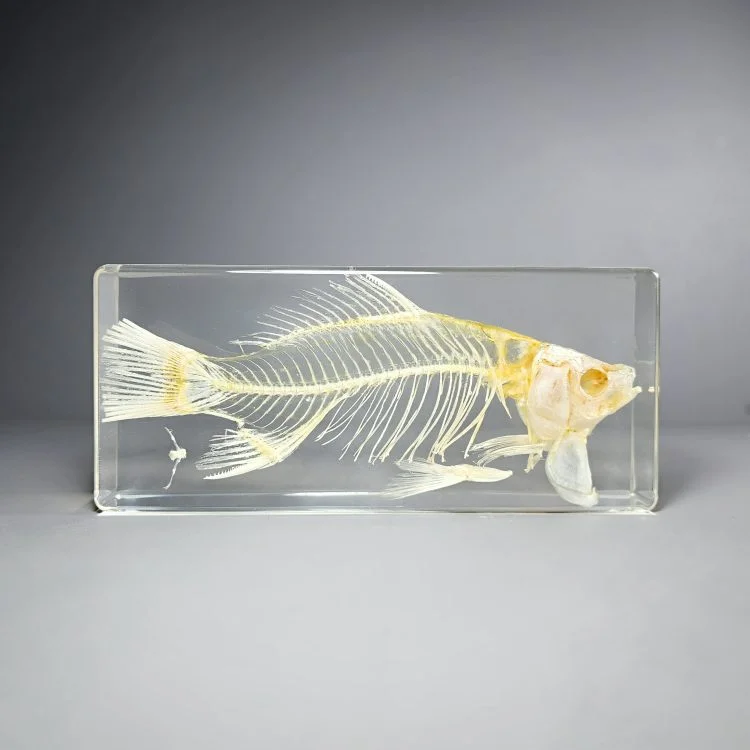 Large Fish Skeleton in Resin, Real Animal Skeleton, Curiosities - Oddities  For Sale has unique