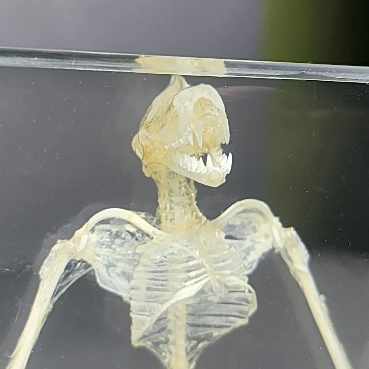 Large Bat Skeleton In Resin, Real bat Skeleton, Oddities and Curiosities, Preserved Bat