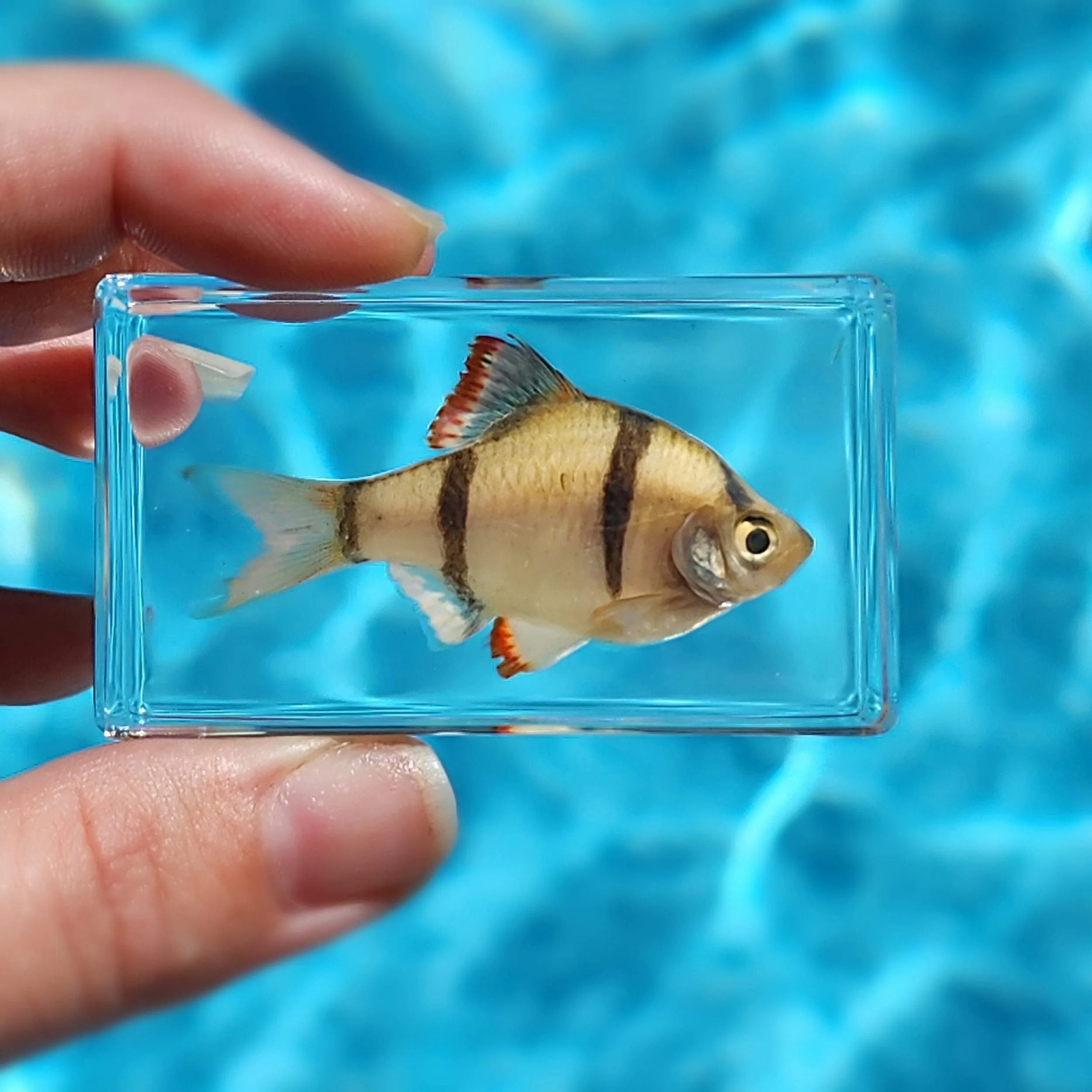 Slide 4 for Tiger Barb Tropical Fish in Resin, Aquatic Decor, Puntius tetrazona