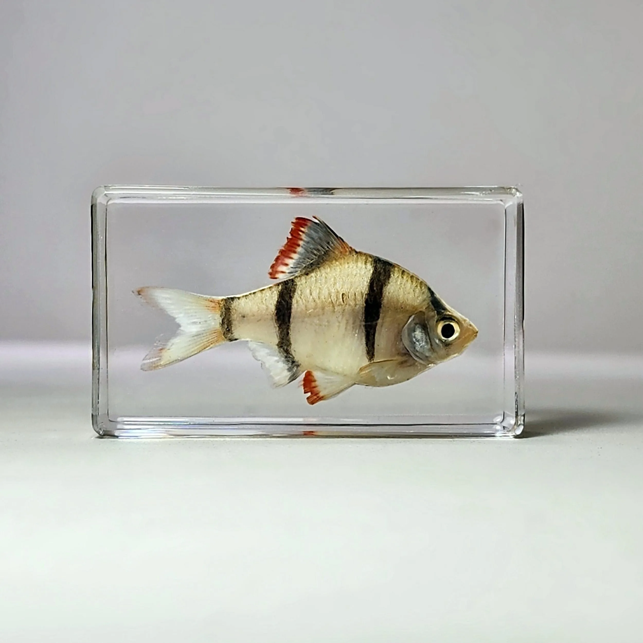 Slide 2 for Tiger Barb Tropical Fish in Resin, Aquatic Decor, Puntius tetrazona