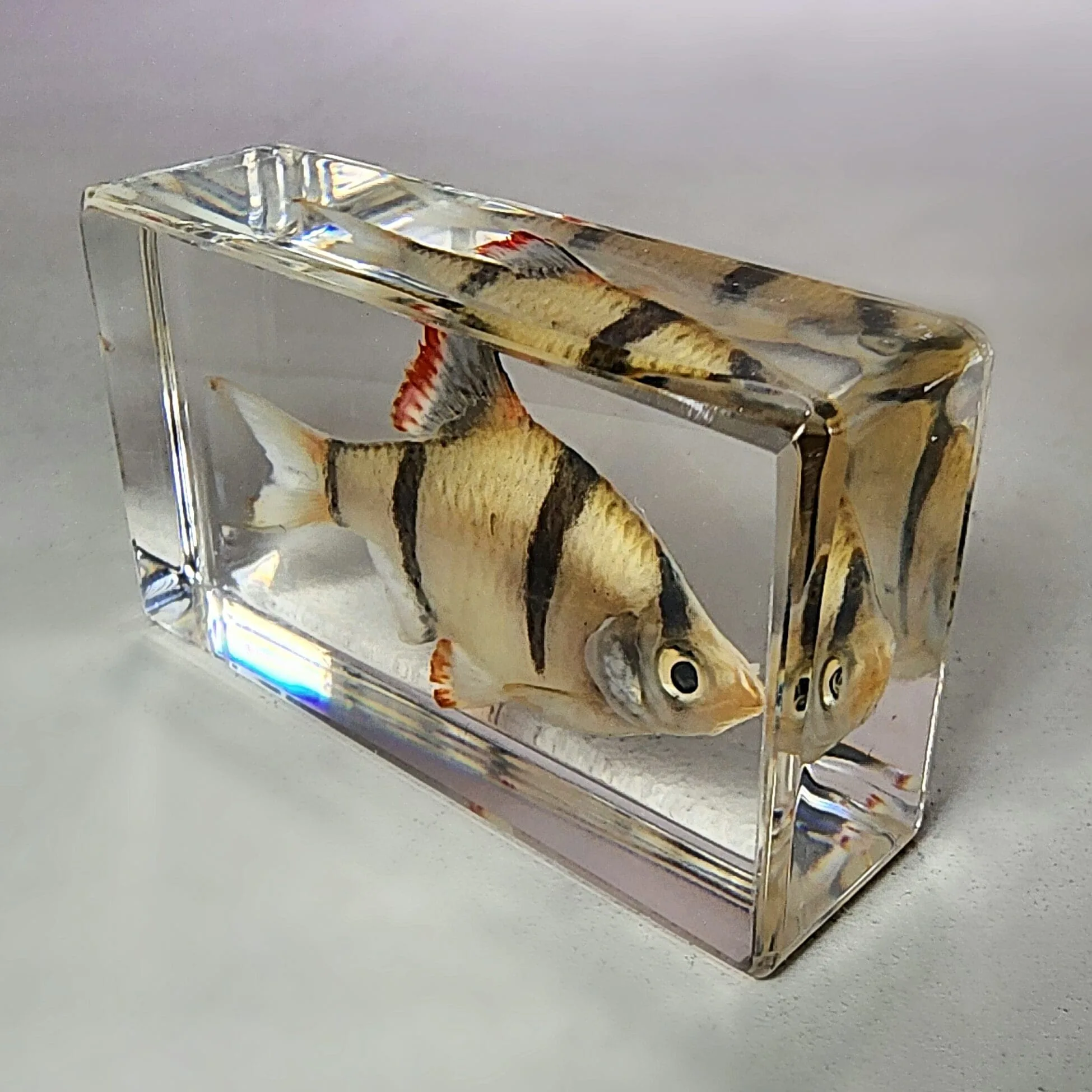 Slide 3 for Tiger Barb Tropical Fish in Resin, Aquatic Decor, Puntius tetrazona