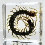 Bugs In Resin, Real Centipede In Resin, Lucite Specimen, Centipede