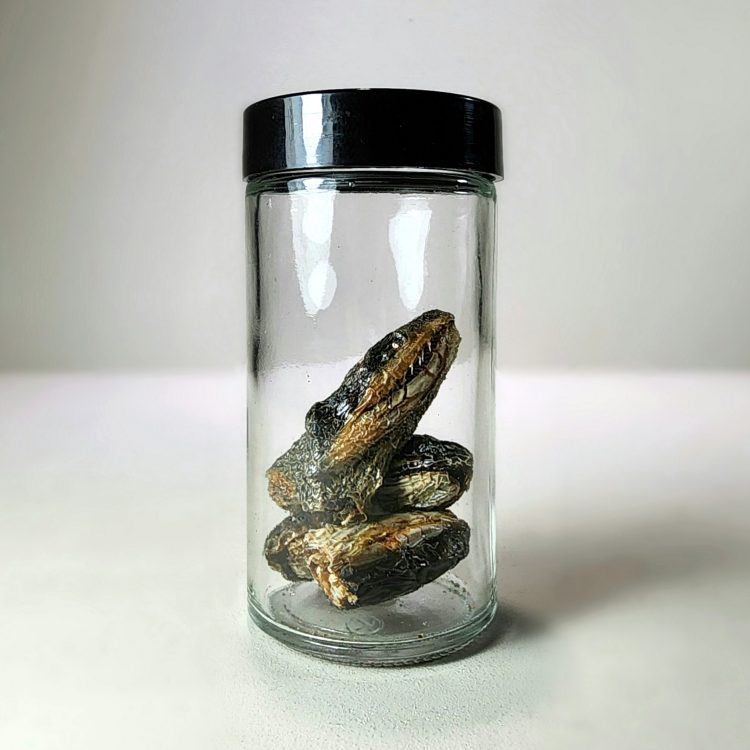 Curio Jars, Specimen Jar, Real Snake Heads In Jar, Oddities and Curiosities
