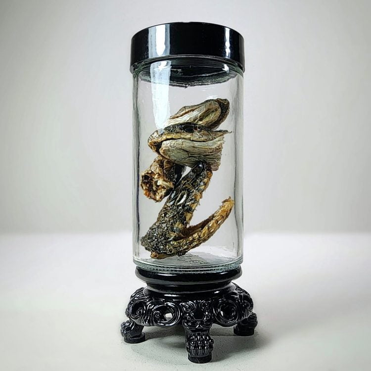 Curio Jars, Specimen Jar, Real Snake Heads In Jar, Oddities and Curiosities
