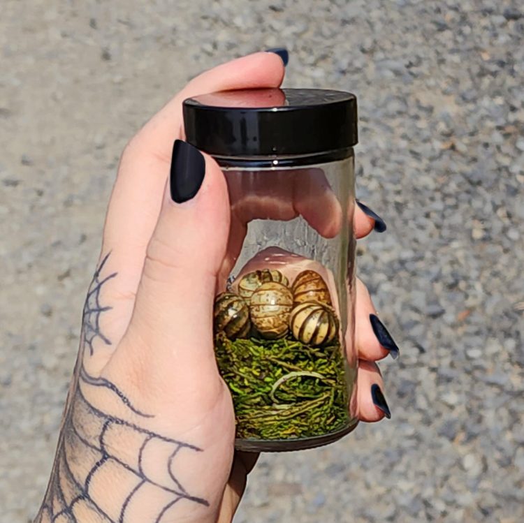 Curio Jar, Giant Roly Poly, Isopods, Oddities and Curiosities