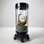 Curio Jars, Specimen Jars, Real Scorpions In Jar, Oddities and Curiosities