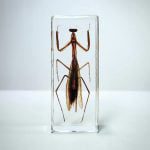Real Preying Mantis In Resin, Insects In Resin, Mantis Specimen