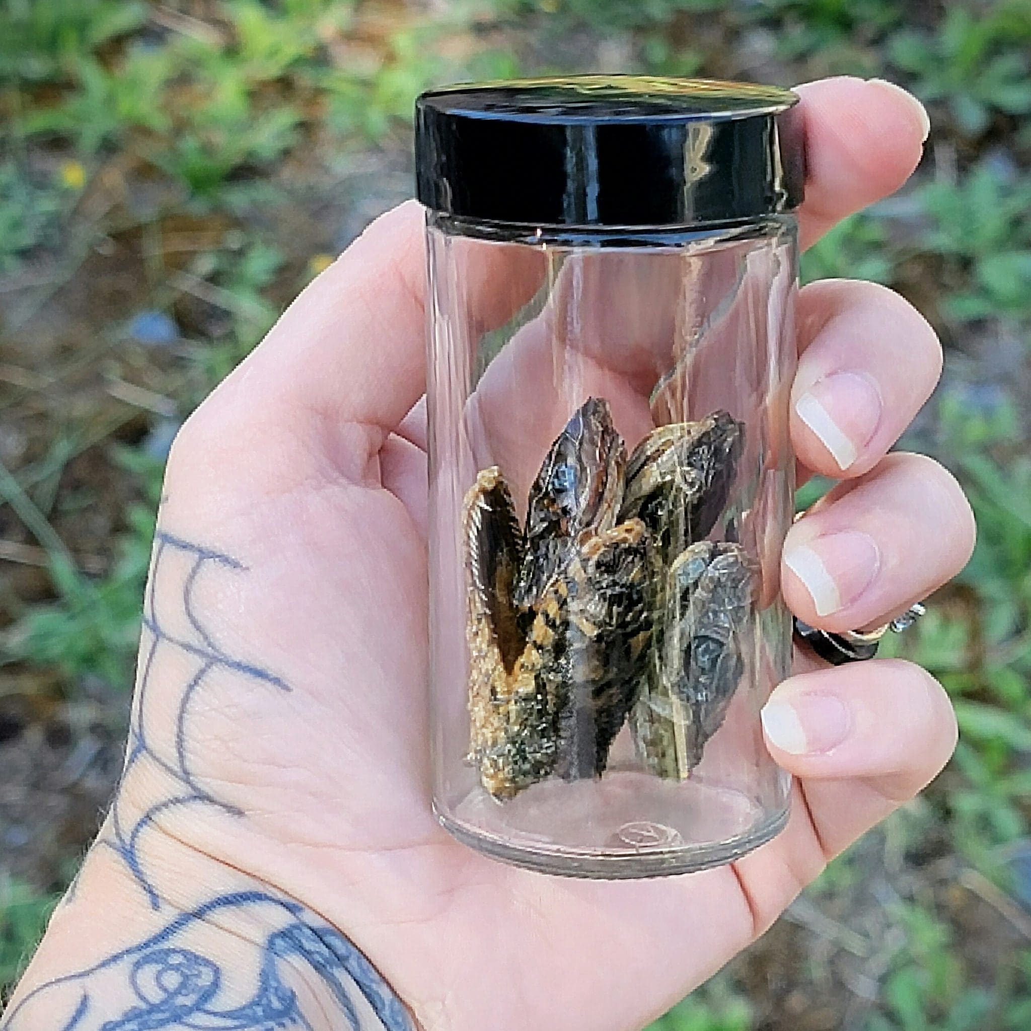 X4 Snake Heads in Jar, Curio Jar, Oddities and Curiosities Decor