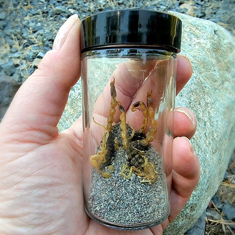 Curio Jars, Specimen Jars, Real Scorpions In Jar, Oddities and Curiosities