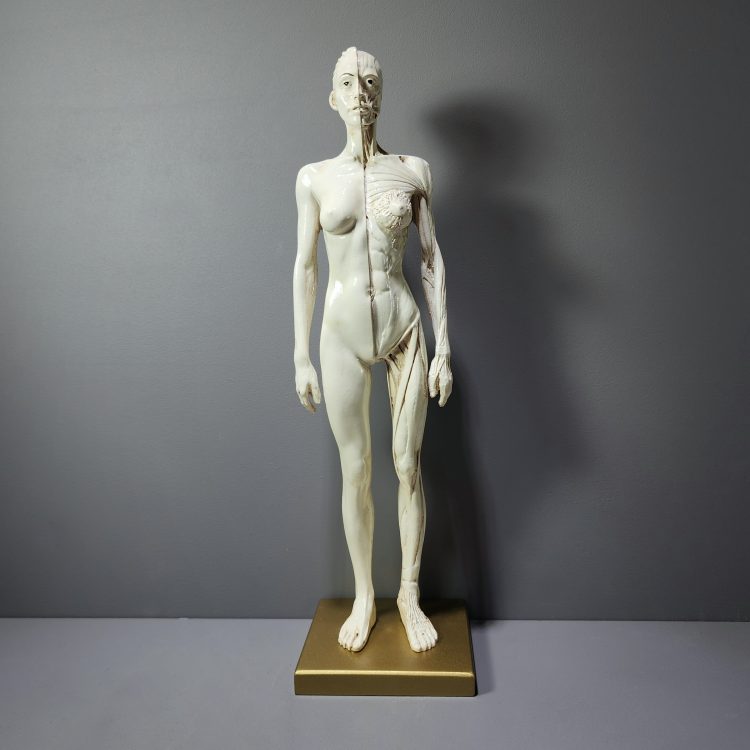 Anatomical Female Model, Female Muscle Model, Vintage Medical Decor