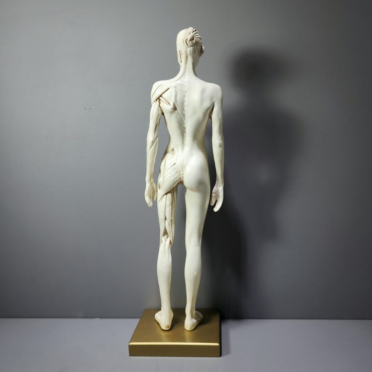 Anatomical Female Model, Female Muscle Model, Vintage Medical Decor