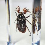 Eyelash Beetle, Pine Chafer, Beetle Specimens