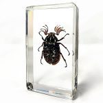 Eyelash Beetle, Pine Chafer, Beetle Specimens
