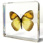 Yellow Orange Tip Butterfly in Resin, Butterfly Display Decor