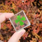 Real Four Leaf Clover, Good Luck Charm, Clover in Resin