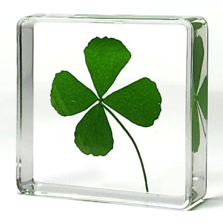 Real Four Leaf Clover, Good Luck Charm, Clover in Resin