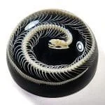 Real Snake Specimen, Snake Skeleton Paperweight, Snake Skeleton In Resin Dome