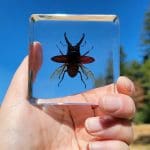 Beetle in Resin, Beetle with Wings Open, Bugs in Acrylic