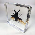 Stag Beetle in Flight, Beetle Wings Open, Oddities Decor, Insects In Resin