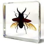 Stag Beetle in Flight, Beetle Wings Open, Oddities Decor, Insects In Resin