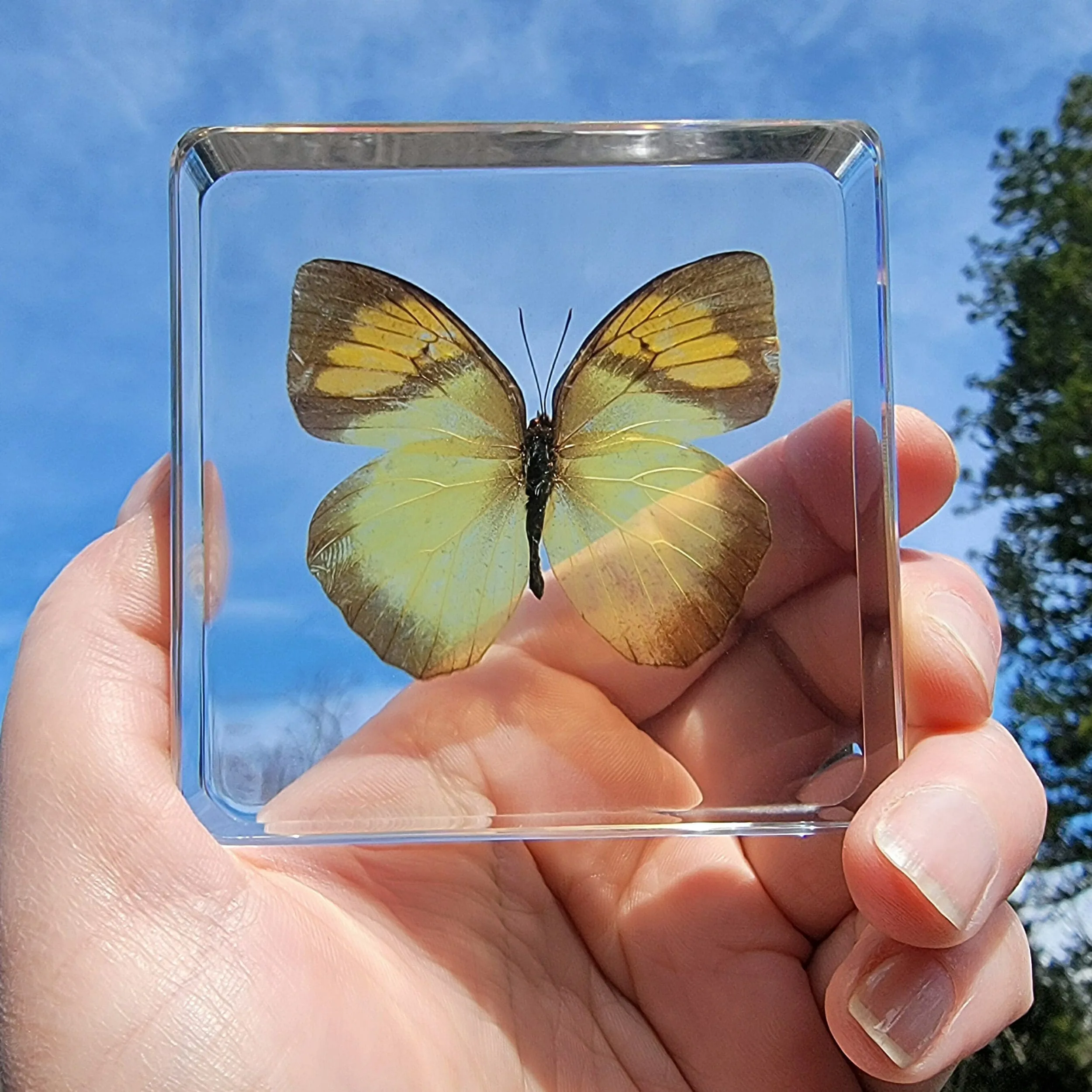 Slide 4 for Yellow Orange Tip Butterfly in Resin, Ixias pyrene