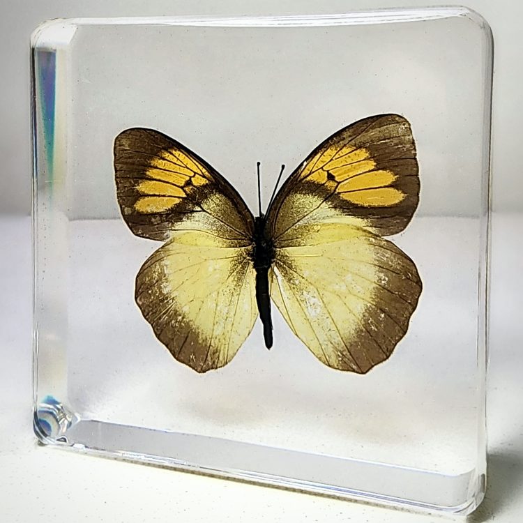 Yellow Orange Tip Butterfly in Resin, Butterfly Display Decor