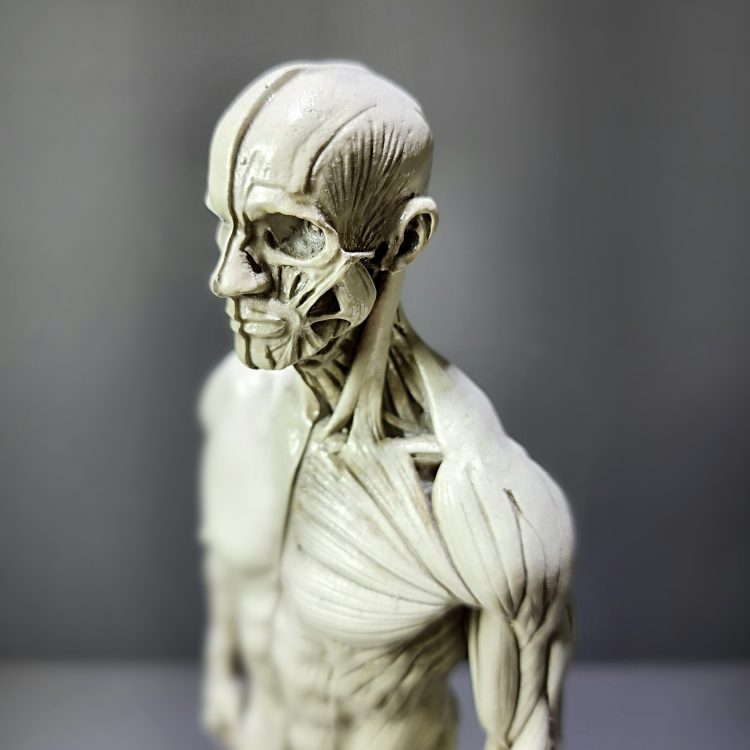 Anatomical Male Figure, Muscle Figure, Vintage Medical Model