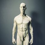 Anatomical Male Figure, Muscle Figure, Vintage Medical Model