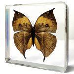 Oak Leaf Butterfly, Real Butterfly in Acrylic Resin, Dead leaf Butterfly