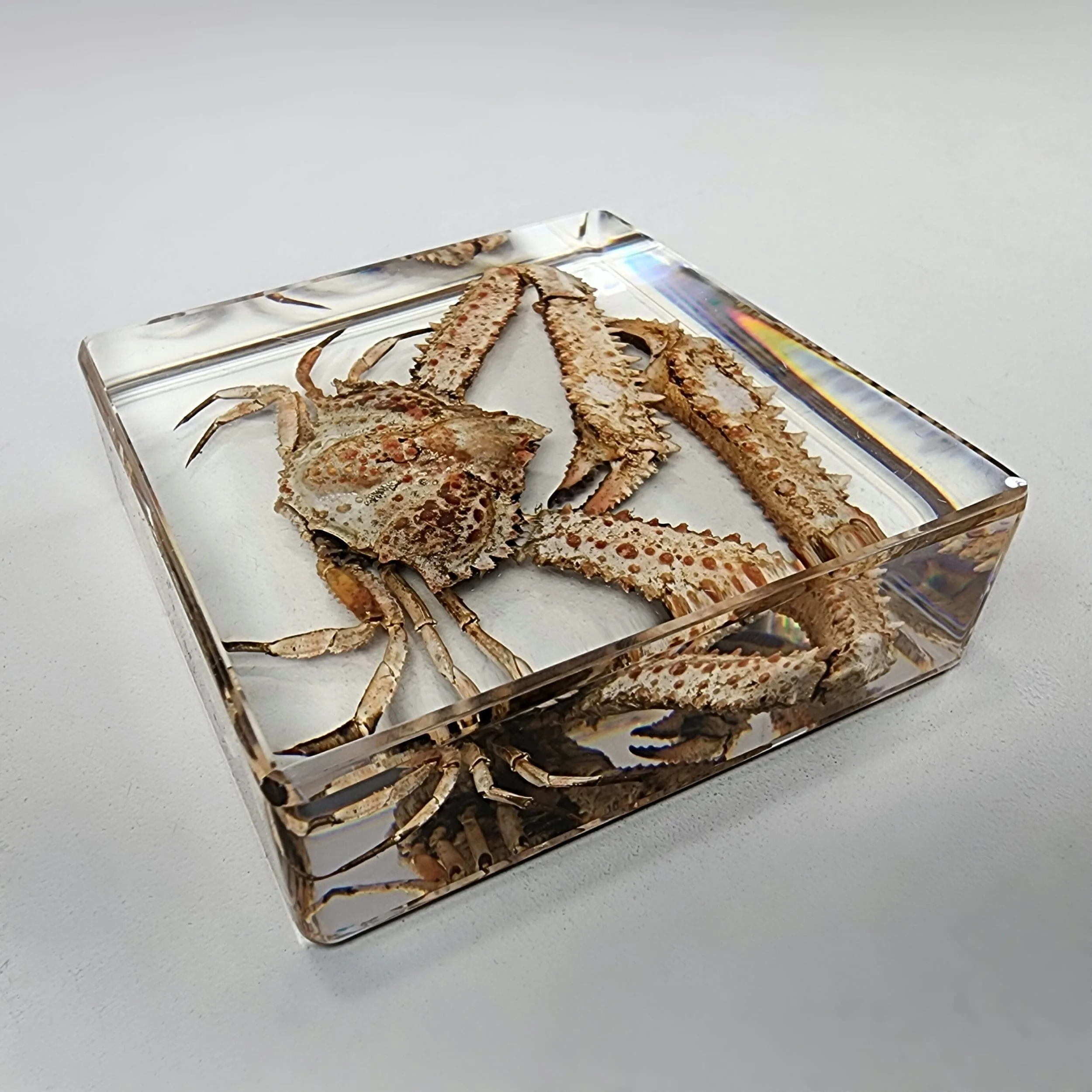 Slide 3 for Elbow Crab in Resin, Parthenope validus