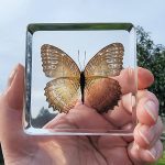Lacewing Butterfly in Acrylic Resin, Insects In Resin