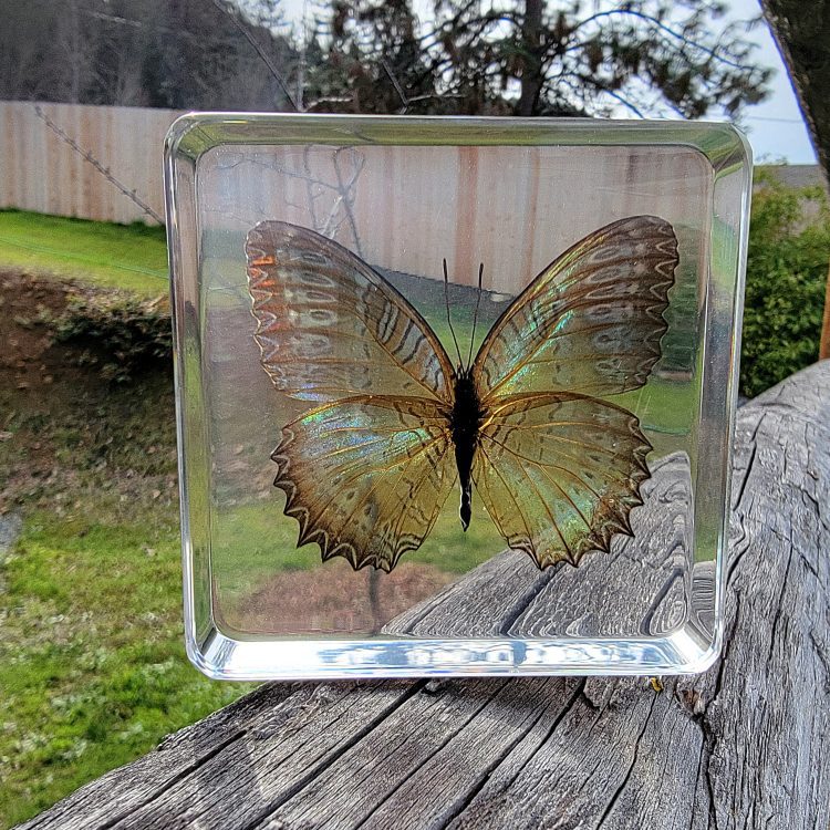 Lacewing Butterfly in Acrylic Resin, Insects In Resin